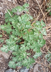 Aquilegia viridiflora (Aquilegia viridiflora)