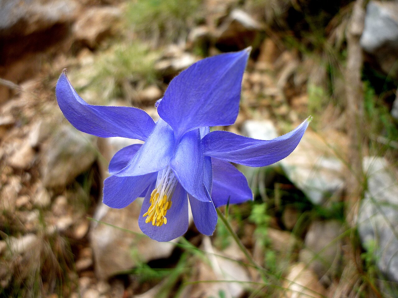 Aquilegia viscosa: Aquilegia viscosa . In la Bòfia, la Coma i la Pedra (Solsonès - Catalunya). To 1.820 m. altitude