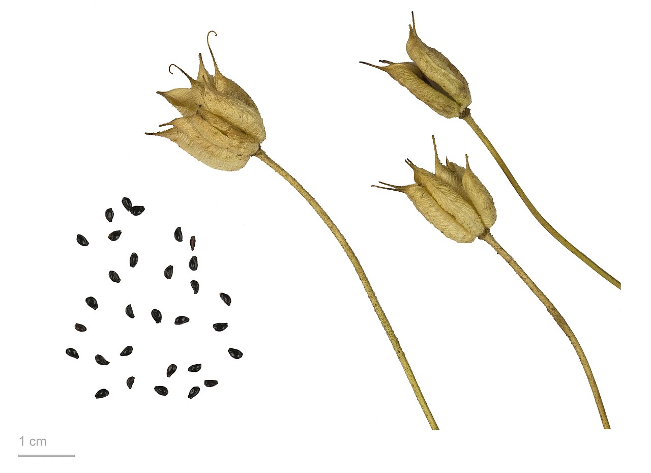 Aquilegia viscosa: Granny's Bonnet or Columbine , fruits and seeds