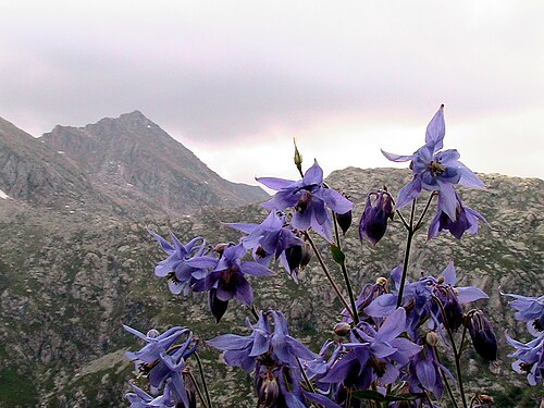 Aquilegia viscosa: Aquilegia viscosa . In Cabdella