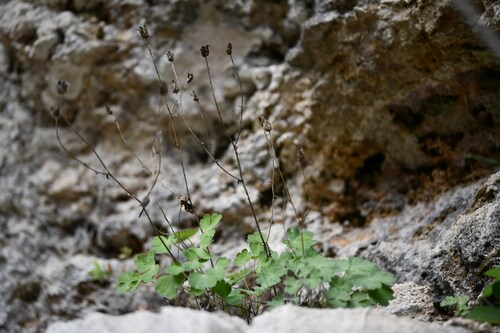 Aquilegia viscosa (Aquilegia viscosa)