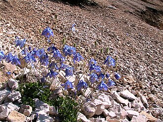 Aquilegia viscosa: Aquilegia viscosa . In la Bòfia, Guixers (Solsonès - Catalunya). To 1.690 m. altitude
