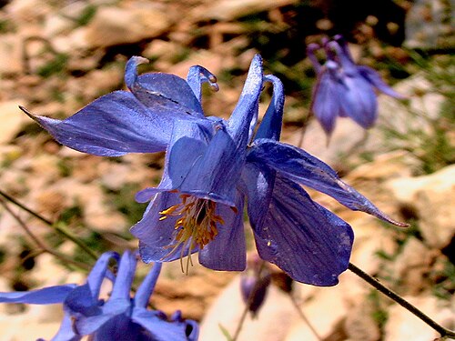 Aquilegia viscosa: Aquilegia viscosa . In la Bòfia, Guixers (Solsonès - Catalunya). To 1.690 m. altitude
