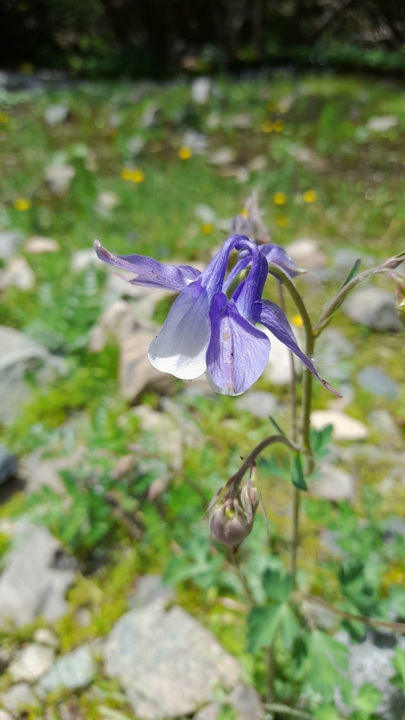 Aquilegia vitalii (Aquilegia vitalii)