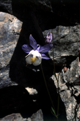Aquilegia vitalii (Aquilegia vitalii)