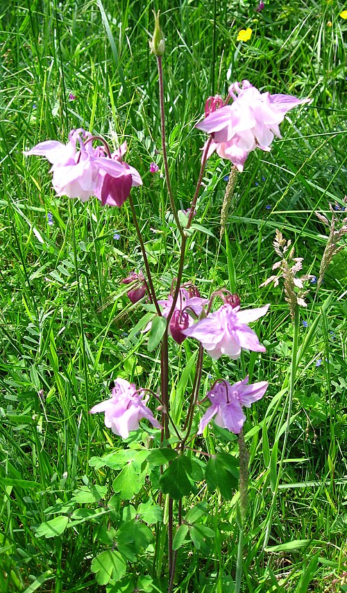 Columbine: Aquilegia vulgaris in Jardin de l'ile verte Map: 48° 46' 27" N 2° 16' 14" E