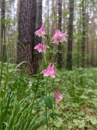 Columbine (Aquilegia vulgaris)