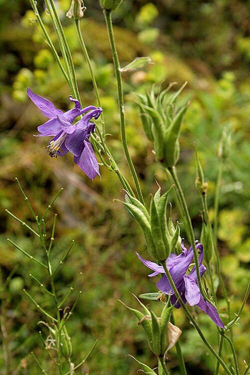 Columbine: Aquilegia vulgaris