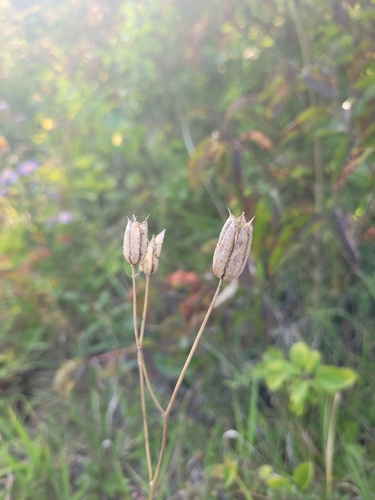 Columbine (Aquilegia vulgaris)