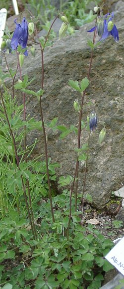 Columbine (Aquilegia vulgaris)