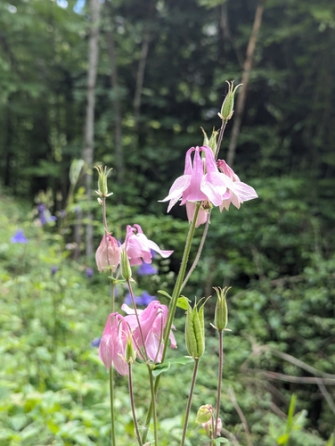 Columbine (Aquilegia vulgaris)