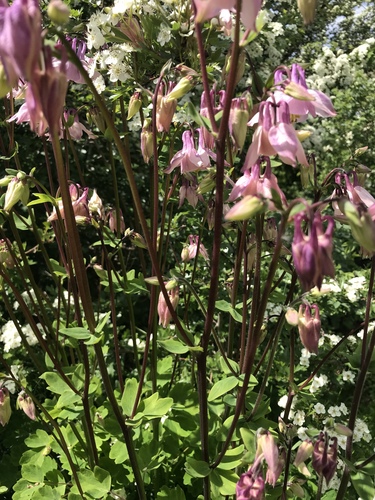 Columbine (Aquilegia vulgaris)