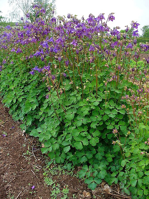 Columbine: Aquilegia vulgaris , Ranunculaceae, European Columbine, Common Columbine, Granny's Nightcap, habitus. Stutensee, Germany.