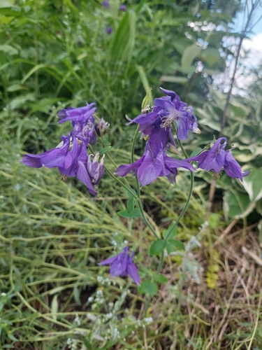 Columbine (Aquilegia vulgaris)