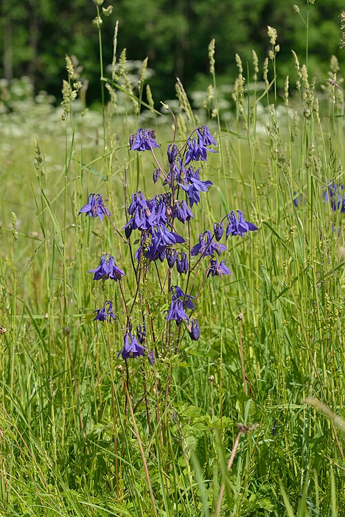 Columbine: Aquilegia vulgaris - Niitvälja, Northwestern Estonia