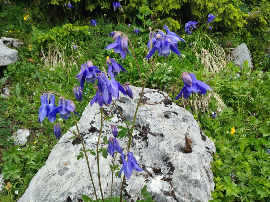 Columbine (Aquilegia vulgaris)