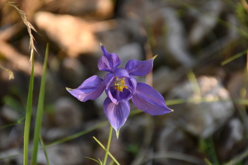 Columbine (Aquilegia vulgaris)
