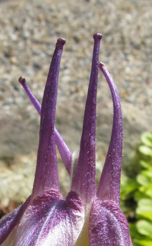 Aquilegia × maruyamana: Detailansicht der Sporne der Blume von Aquilegia x maruyamana .