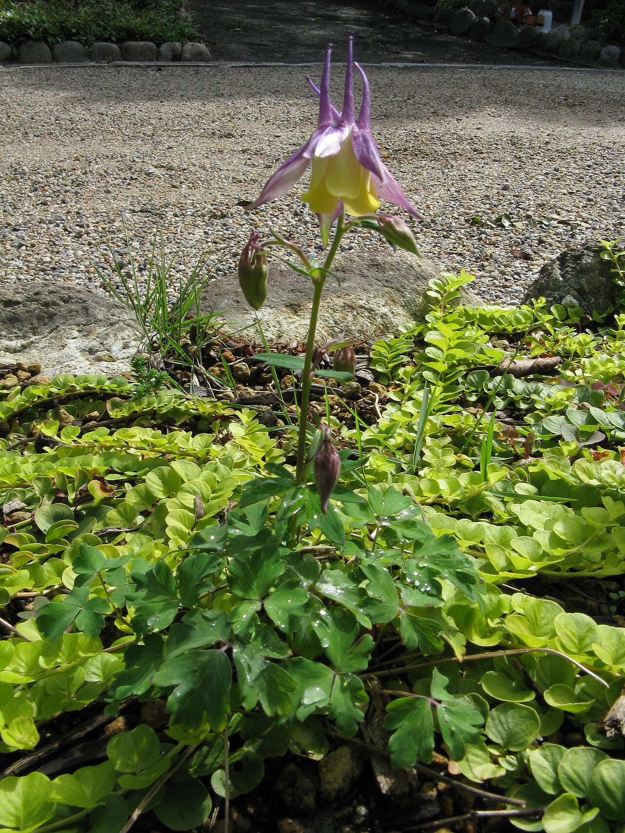 Aquilegia × maruyamana: ダイセンオダマキ
