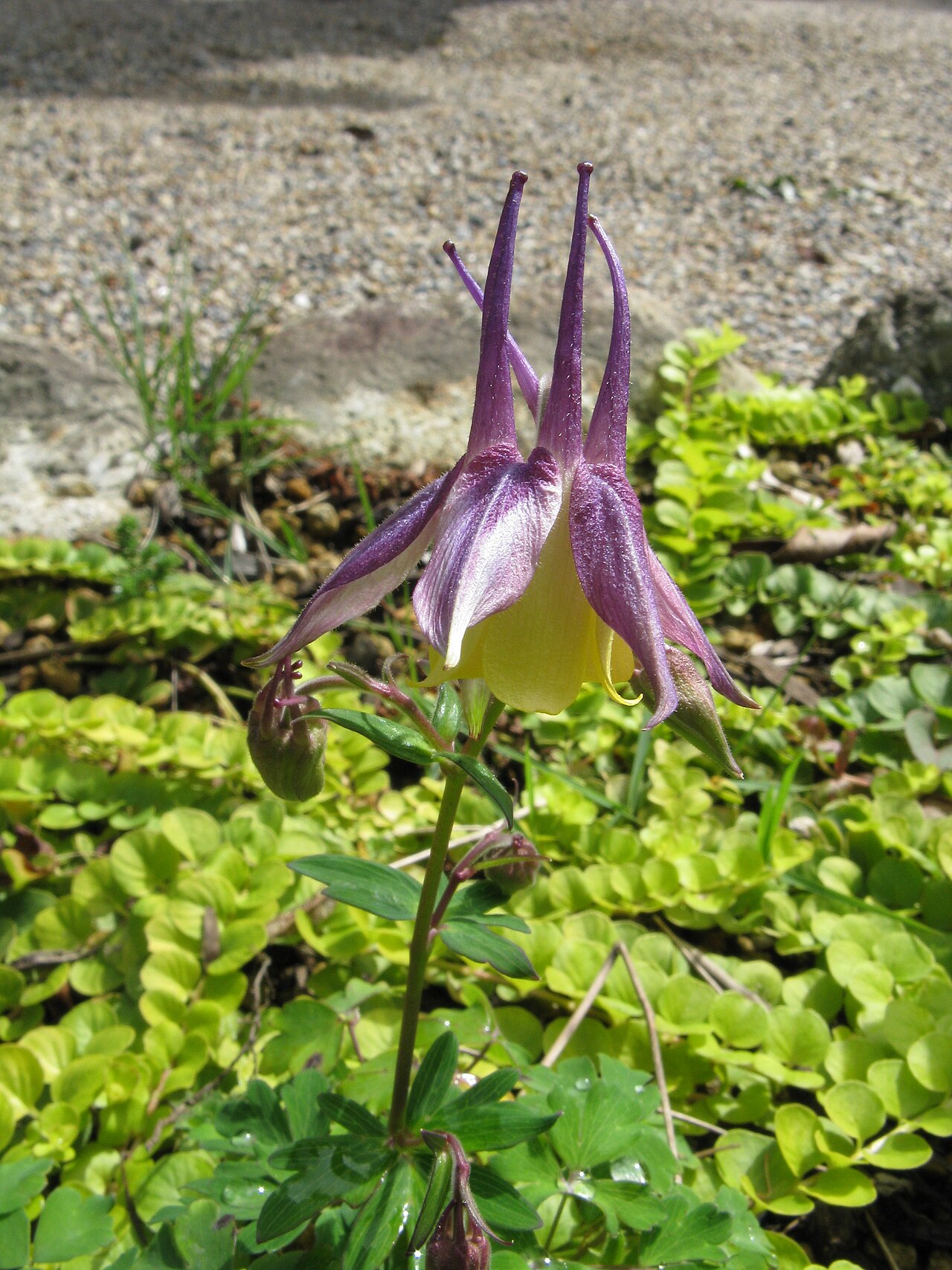 Aquilegia × maruyamana: ダイセンオダマキ