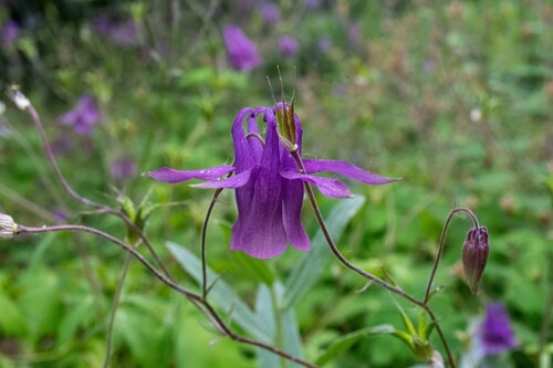 Aquilegia yabeana (Aquilegia yabeana)