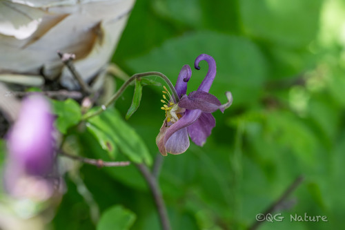 Aquilegia yabeana (Aquilegia yabeana)