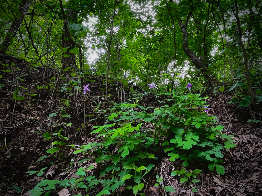 Aquilegia yabeana (Aquilegia yabeana)