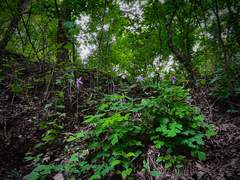 Aquilegia yabeana (Aquilegia yabeana)