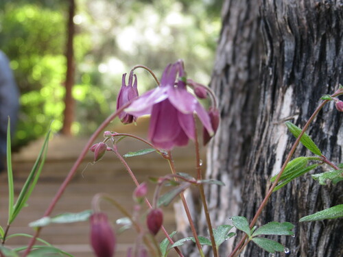 Aquilegia yabeana (Aquilegia yabeana)