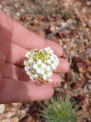 Arabidella glaucescens (Arabidella glaucescens)