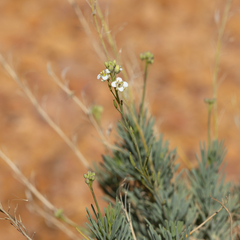 Arabidella glaucescens (Arabidella glaucescens)