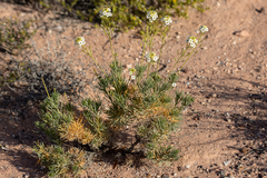 Arabidella glaucescens (Arabidella glaucescens)