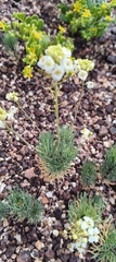 Arabidella glaucescens (Arabidella glaucescens)