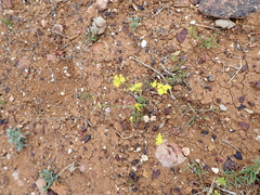 Arabidella nasturtium (Arabidella nasturtium)