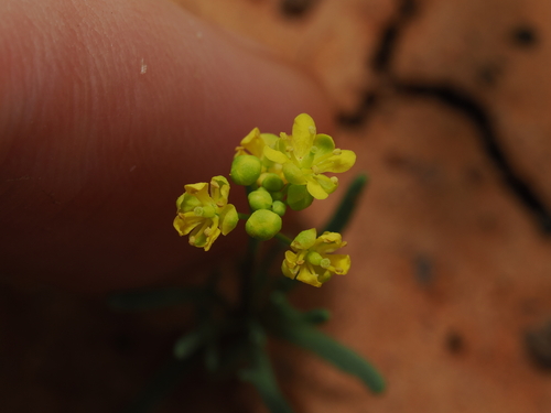 Arabidella nasturtium (Arabidella nasturtium)