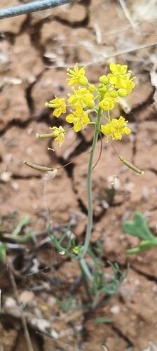Arabidella nasturtium (Arabidella nasturtium)
