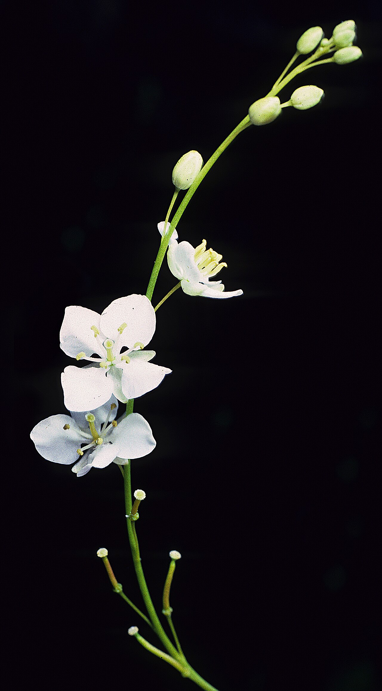 Arabidella trisecta: APIIa-2410