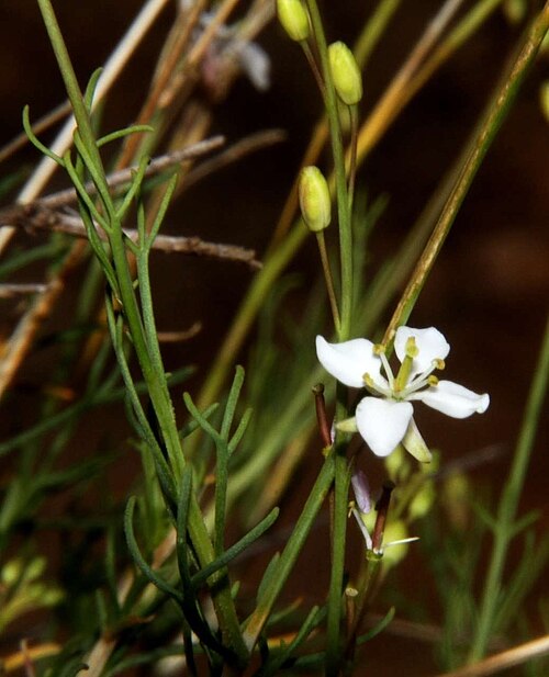 Arabidella trisecta: Arabidella trisecta