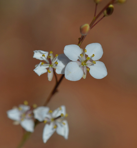 Arabidella trisecta (Arabidella trisecta)