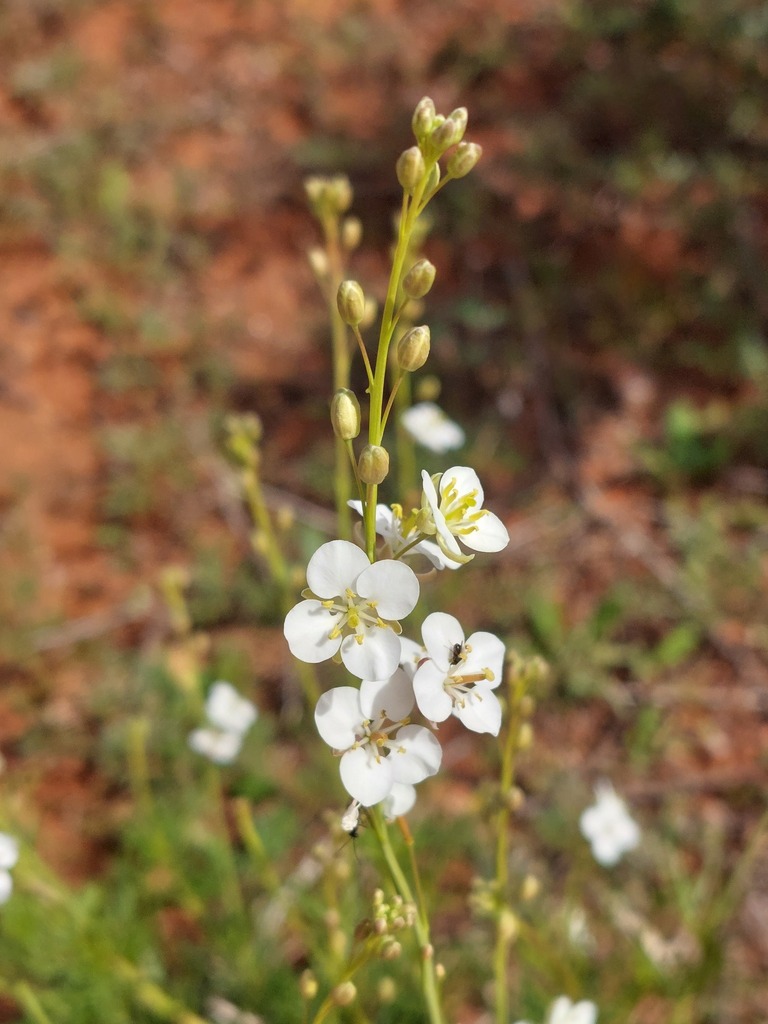 Arabidella trisecta (Arabidella trisecta)