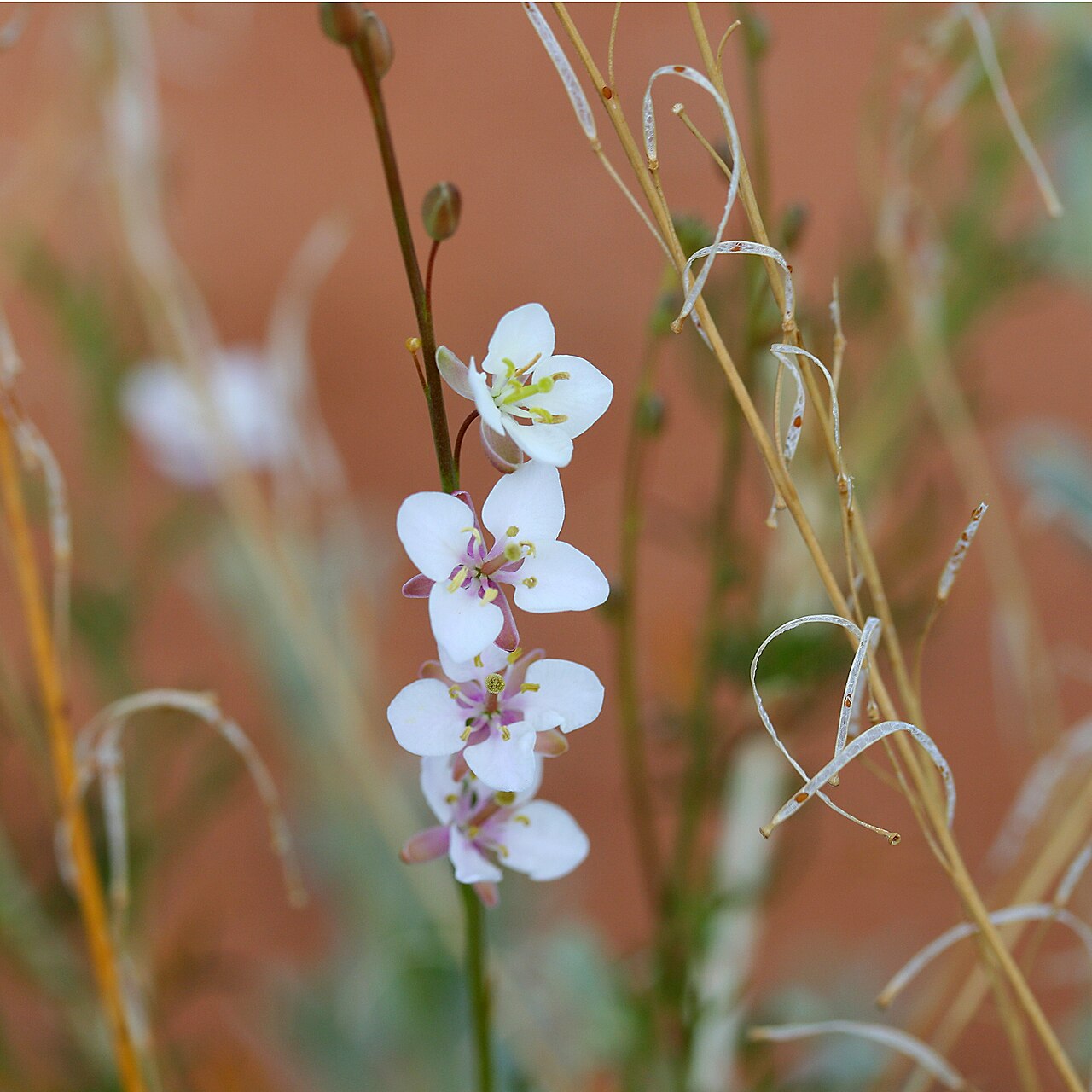 Arabidella trisecta: Arabidella trisecta