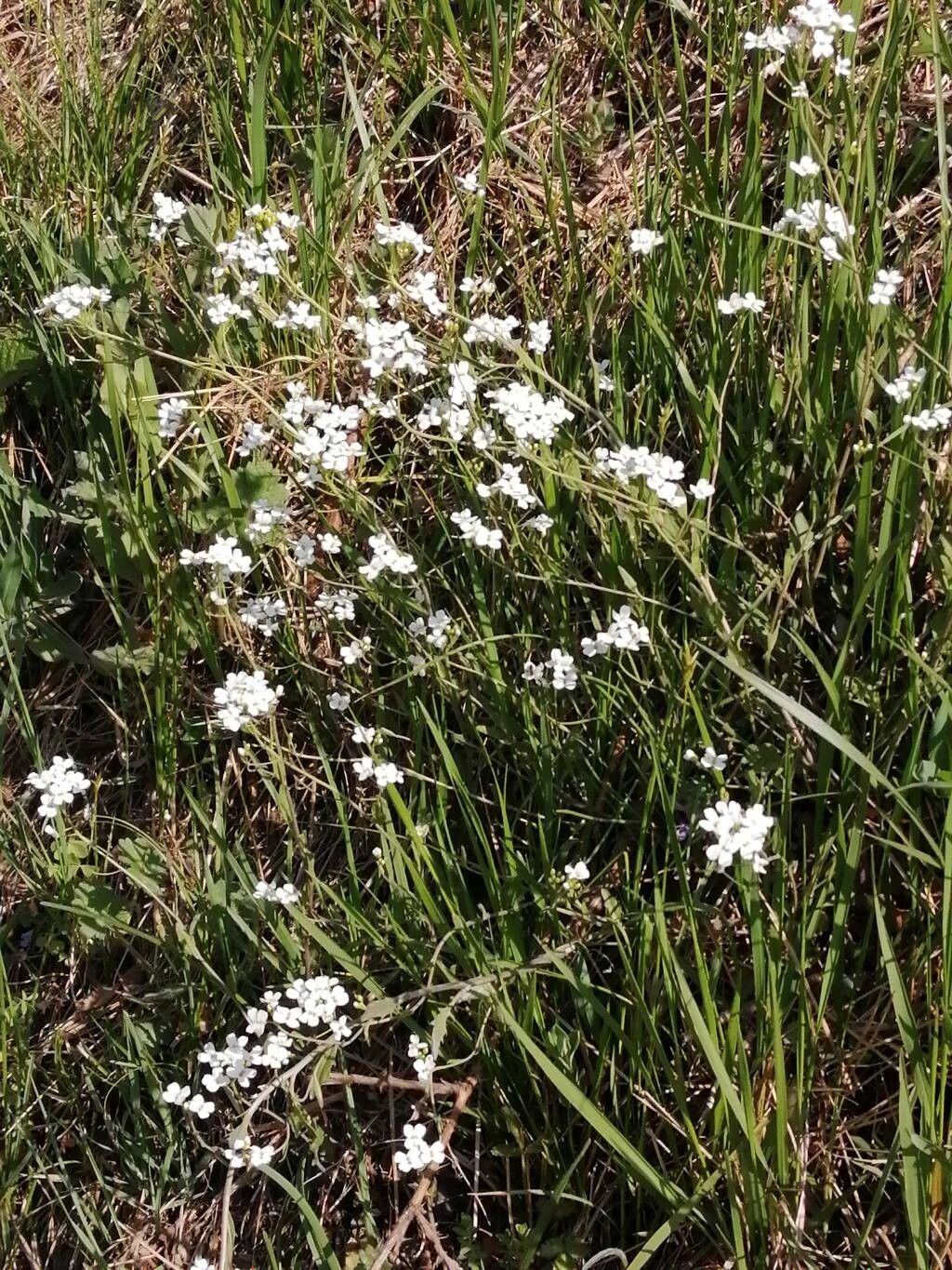 Arabidopsis halleri (Arabidopsis halleri)