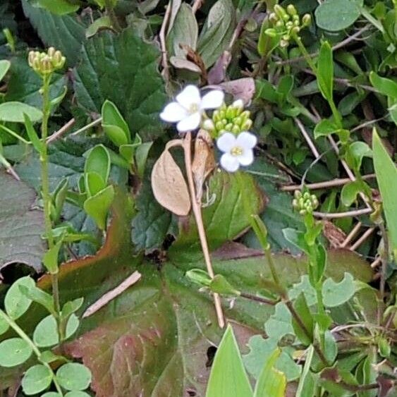 Arabidopsis halleri (Arabidopsis halleri)