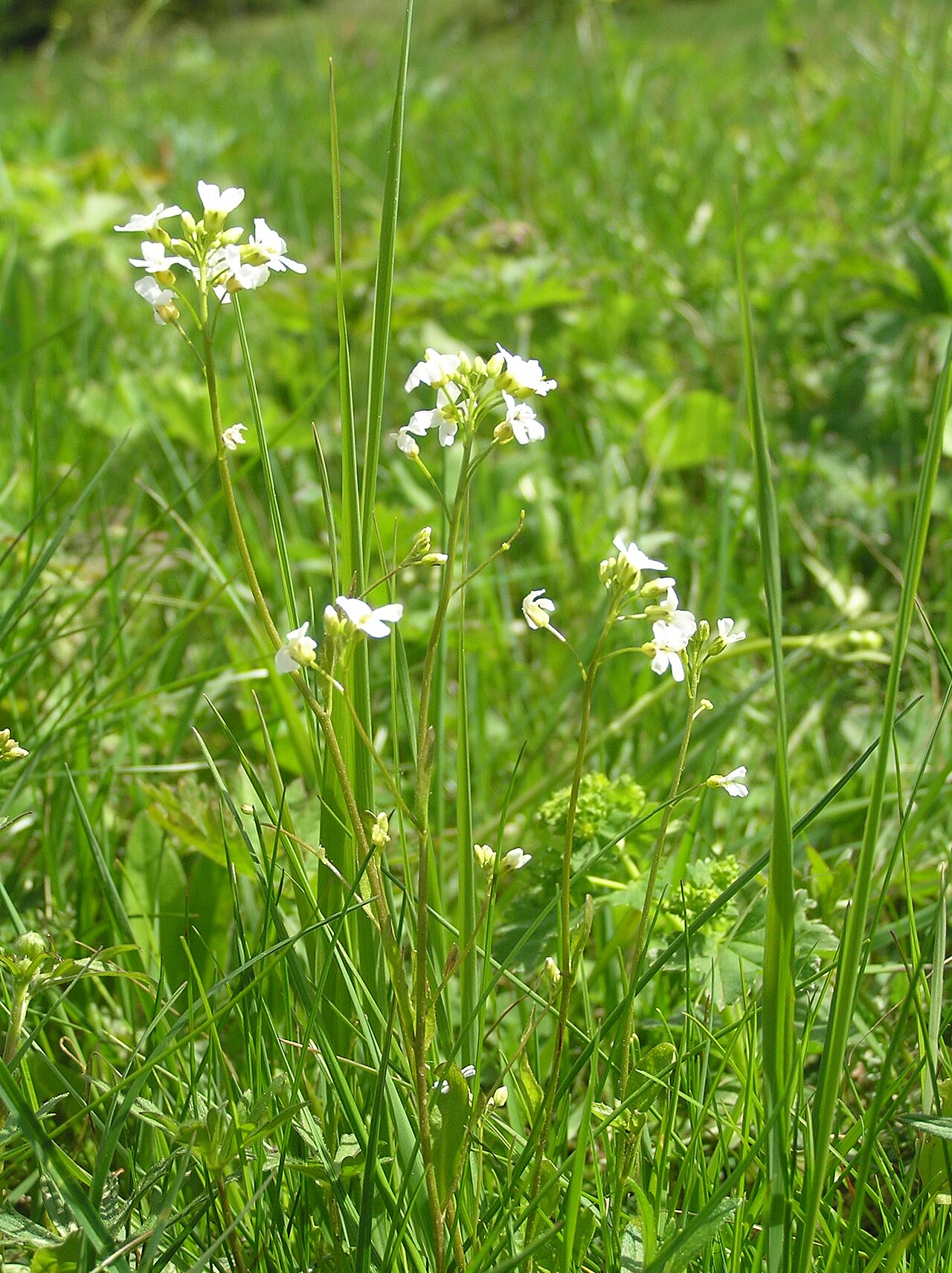 Arabidopsis halleri: Cardaminopsis halleri, Rennerovy boudy, Krkonoše, Czech Republic