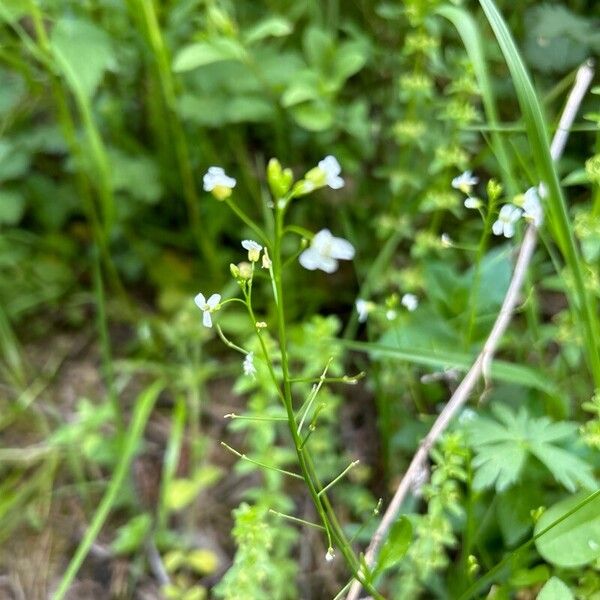 Arabidopsis halleri (Arabidopsis halleri)