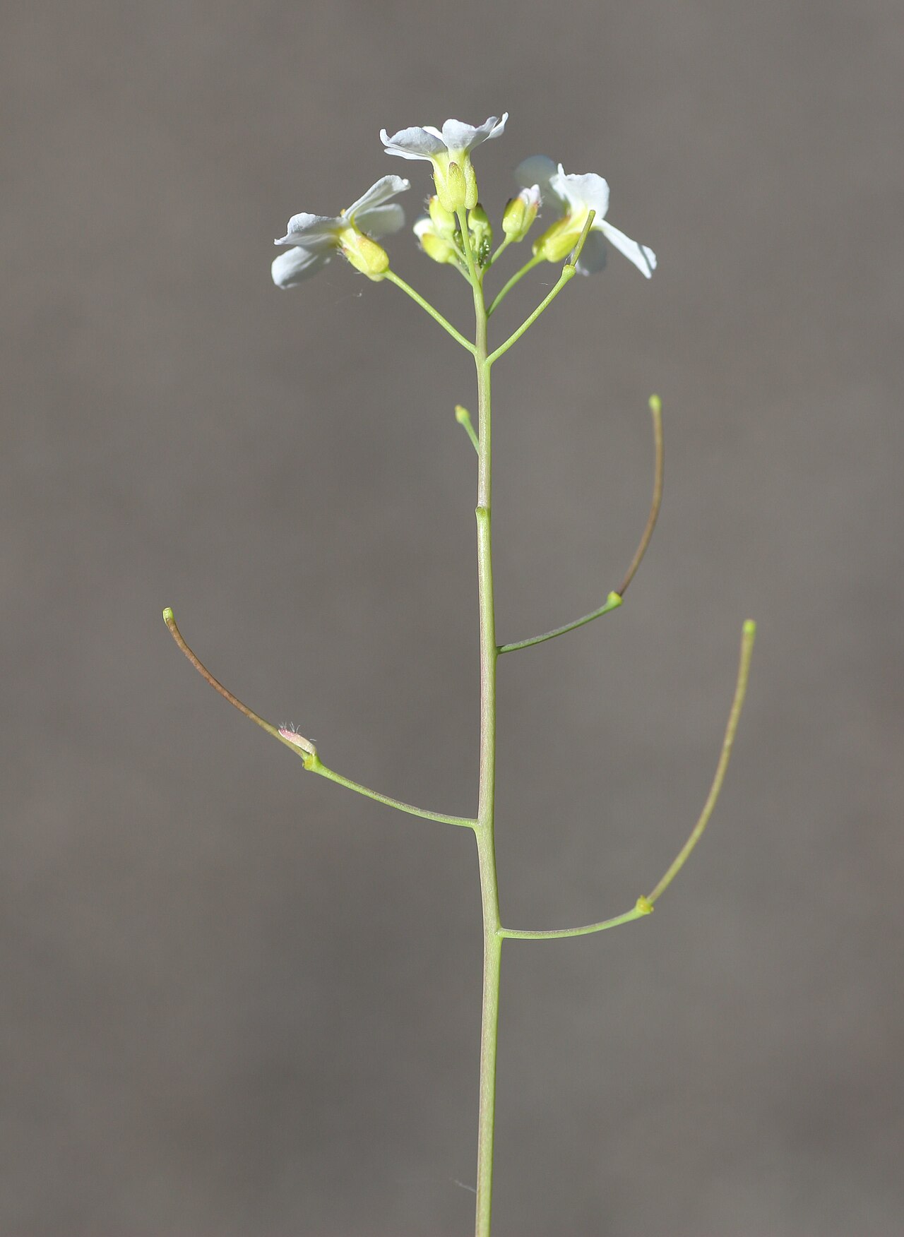 Arabidopsis halleri: Arabidopsis halleri