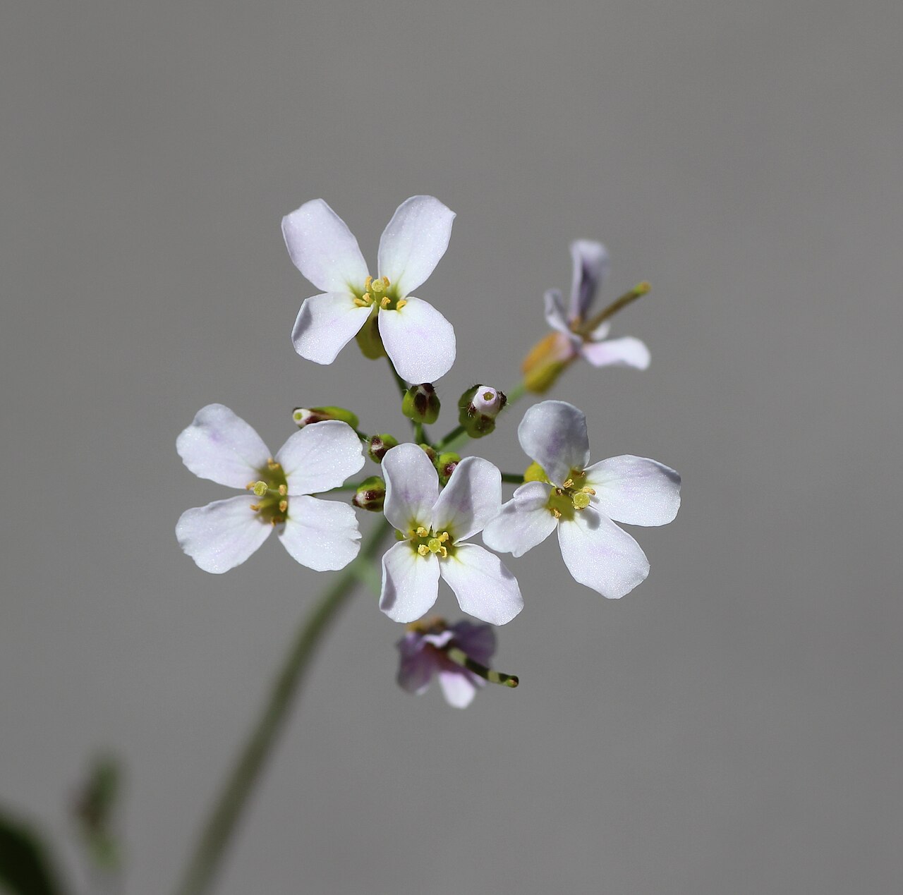 Arabidopsis halleri: Arabidopsis halleri