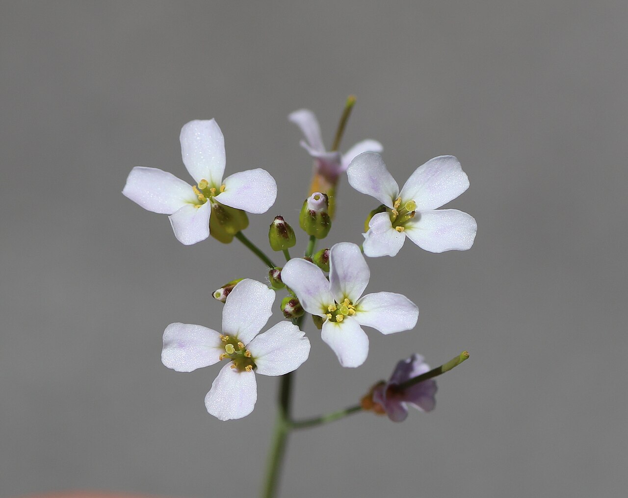 Arabidopsis halleri: Arabidopsis halleri