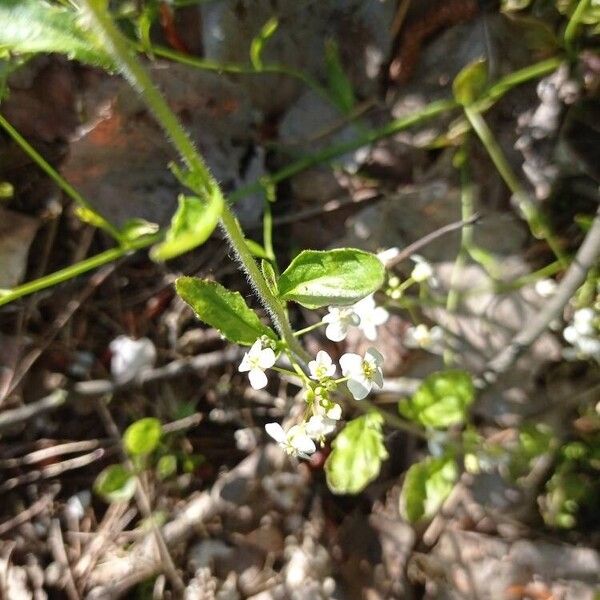 Arabidopsis halleri (Arabidopsis halleri)