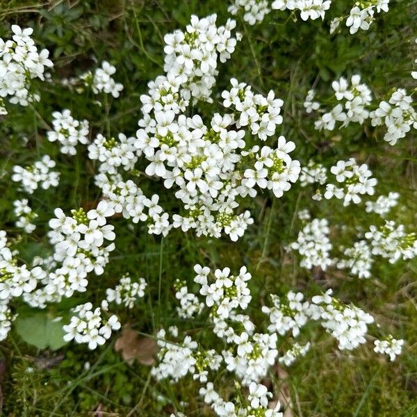 Arabidopsis halleri (Arabidopsis halleri)